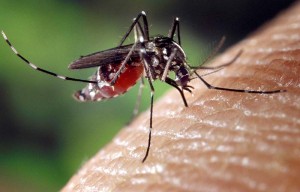 555 cas de dengue confirmés © DR
