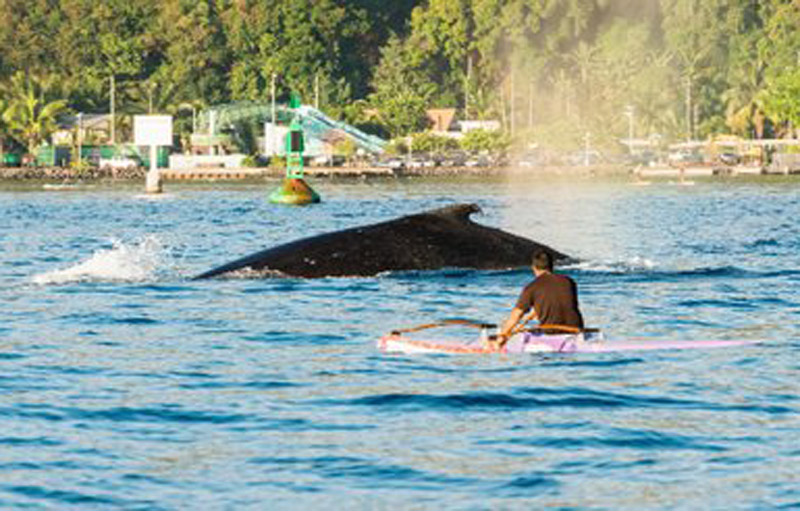 Présence de 3 baleines à bosse à Punaauia © DR