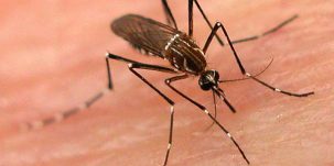 Faa a : désinsectisation ce mardi © DR
