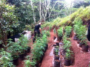 Saisies de paka à Raiatea et Punaauia © Gendarmerie