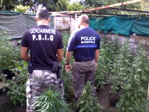 1250 pieds de paka saisis © Gendarmerie