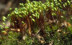 Bryophytes © DR