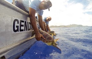 17 tortues vertes retrouvées © gendarmerie