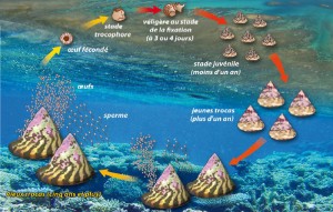 trocas