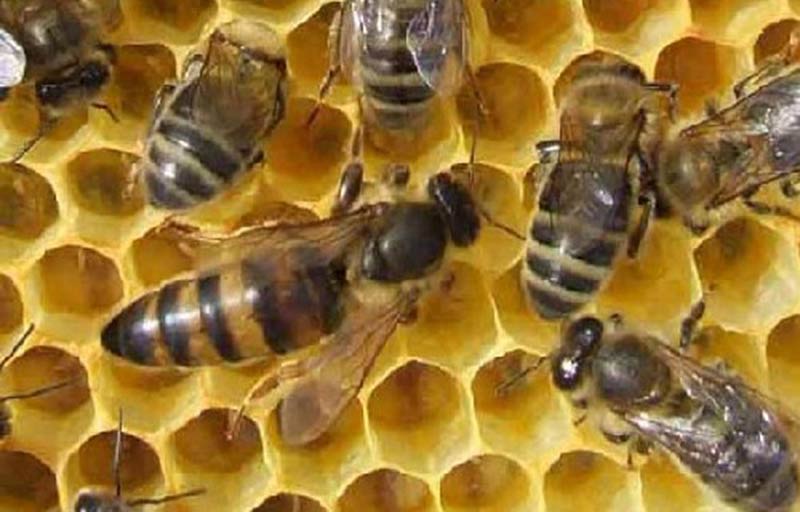 abeilles
