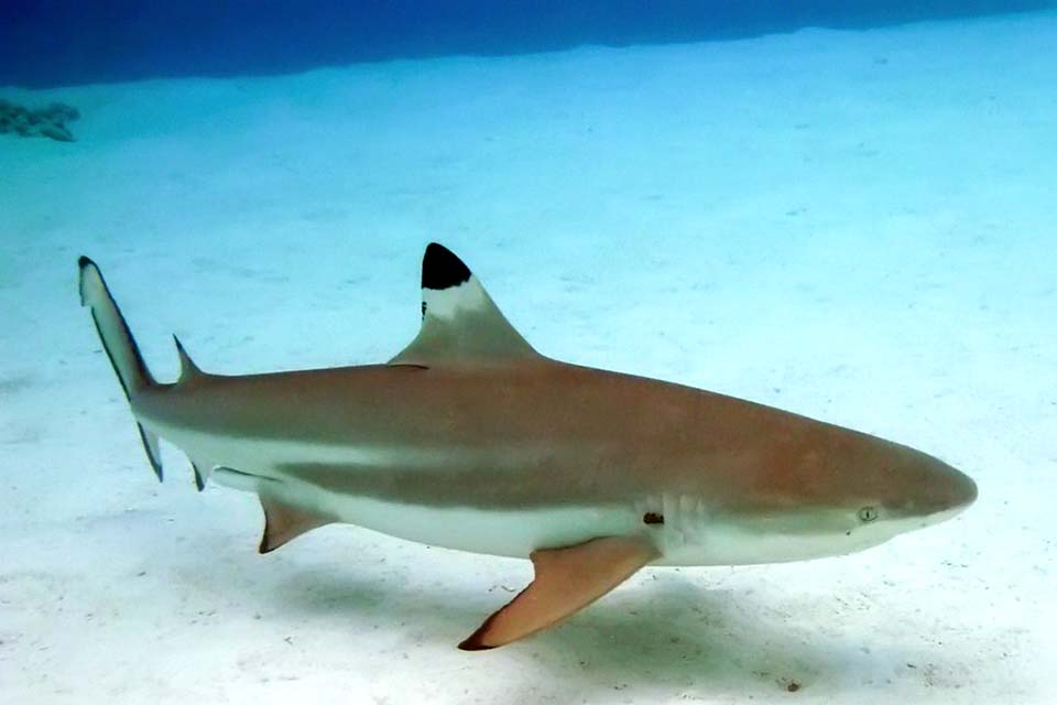 Une touriste mordue par un requin - Radio1 Tahiti