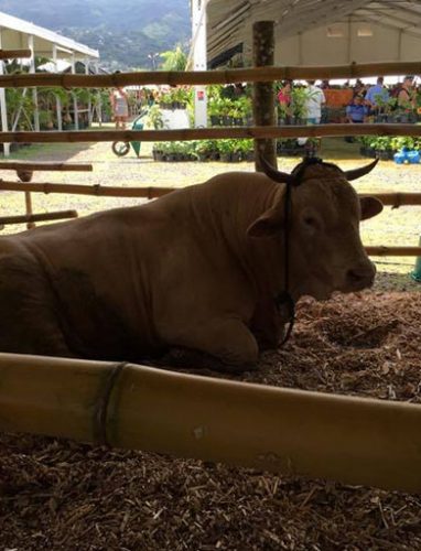 Foire agricole