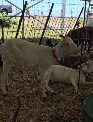 Foire agricole