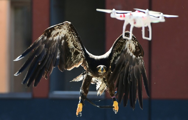Démonstration d'une capture de drone par un aigle, le 12 septembre 2016 à Ossendrecht (sud des Pays-Bas). © AFP