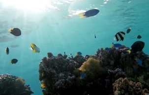 ocean-poissons-Tahiti