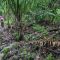 Xterra trails Moorea