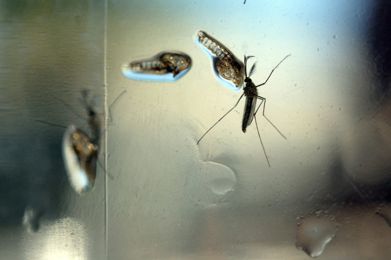 Un moustique Aedes, vecteur du Zika, photographié dans un laboratoire de recherche à Salvador, le 7 février 2016. © AFP