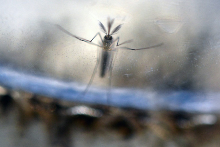 Des scientifiques am&eacute;ricains confirment le lien entre Zika et microc&eacute;phalie du foetus. &copy; AFP